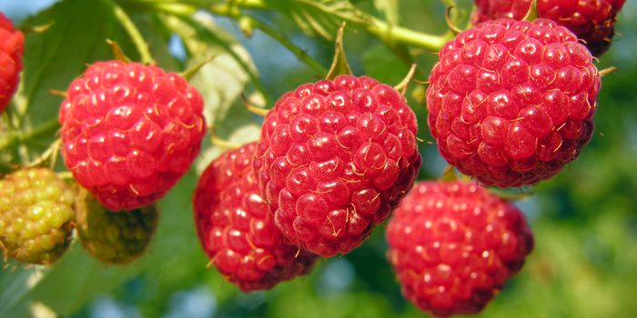 What Red Raspberries Can Do For Your Heart