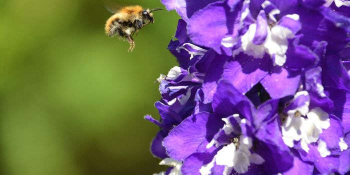 First Bumble Bee Added to Endangered Species List in United States