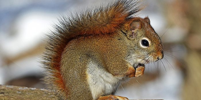 Squirrels who gamble might have better fitness