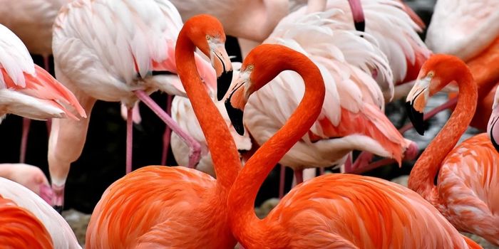 The Real Reason Why Flamingos Are Pink