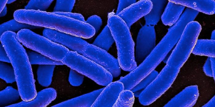 Bacteria Can Read Genes Forwards or Backwards