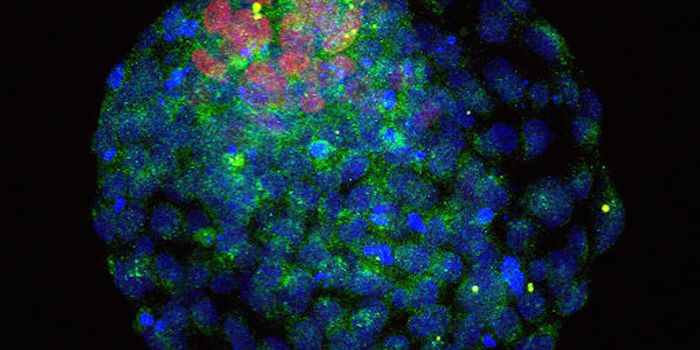 Ancient Viruses, Once Foes, May Now Serve as Friends