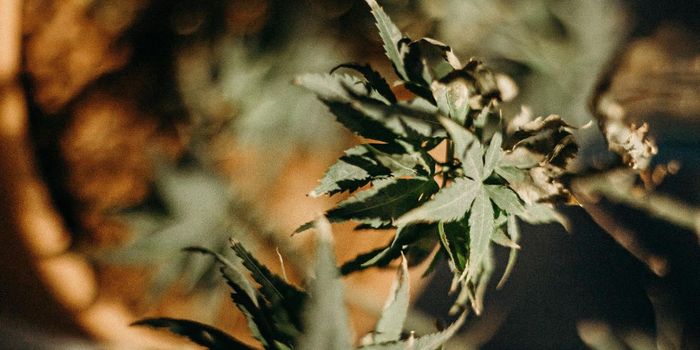 Why Do Young Americans Use Recreational Cannabis?