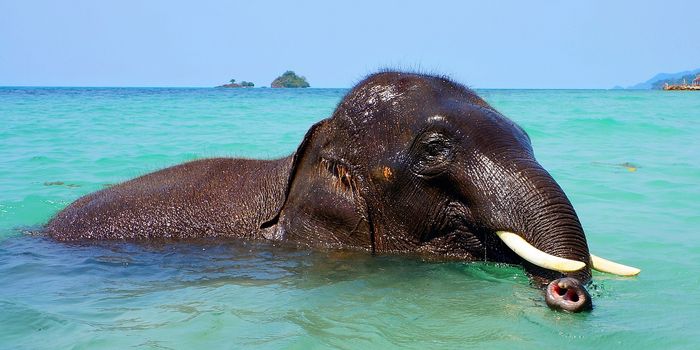 Sri Lankan Navy Rescues A Live Elephant That Got Lost At Sea