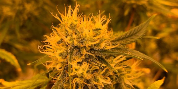 New Study Investigates Cannabis in Facial Wound Healing