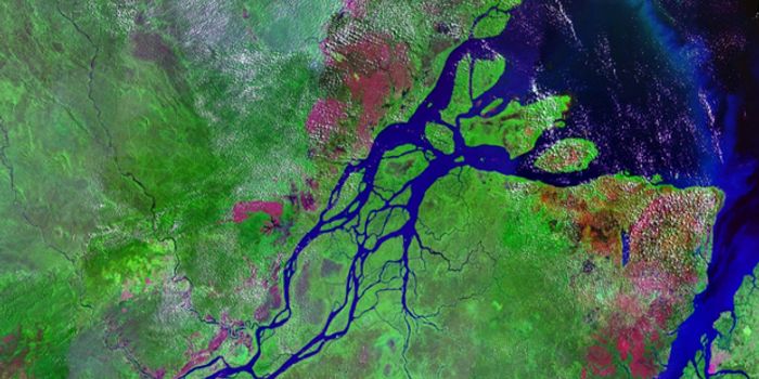 Another Amazonian Discovery