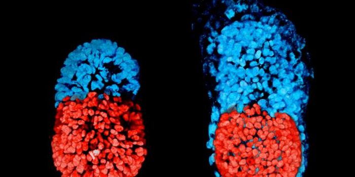 Using Stem Cells, Scientists Generate an Artificial Mouse Embryo