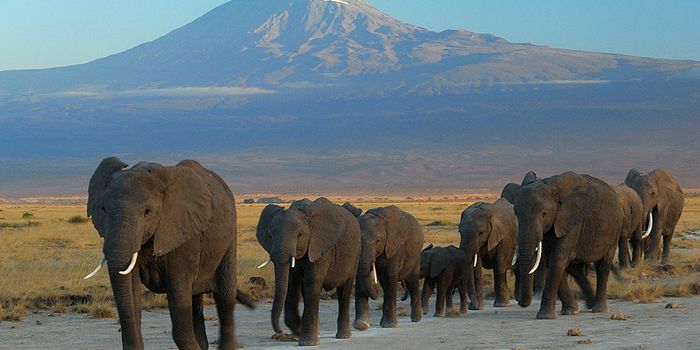 Where Have All the Elephants Gone?