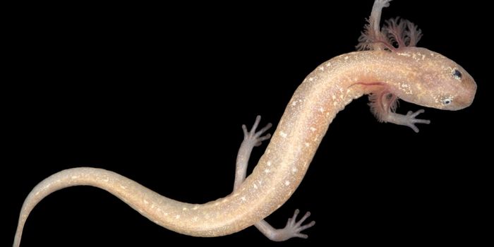 Groundwater Salamanders From Central Texas Allegedly 'At Risk of Extinction,' Researchers Say