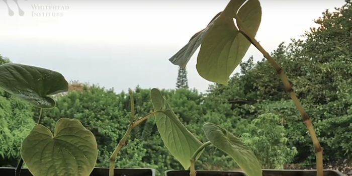 How the Kava Plant Creates Medicinal Compounds
