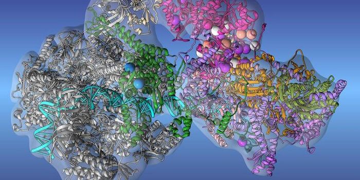 Structural Biology Research Shows how Transcription Errors can Lead to Disease