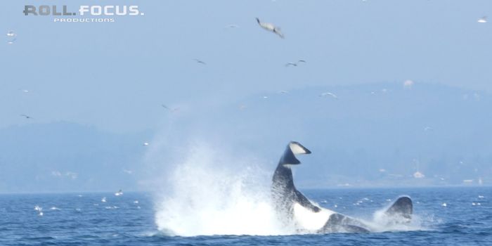 Don't Upset An Orca, or it Might Fling You Into the Air Like This Seal