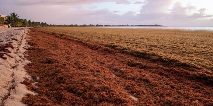 Algae Could Carry a Wave of Pathogens to Florida Shores
