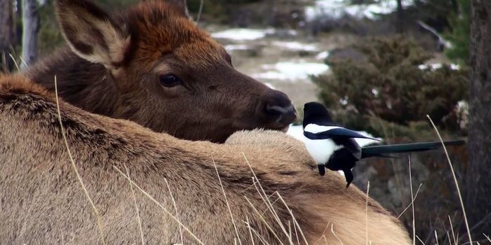An Unlikely Relationship Involving Elk and Magpies Exposed