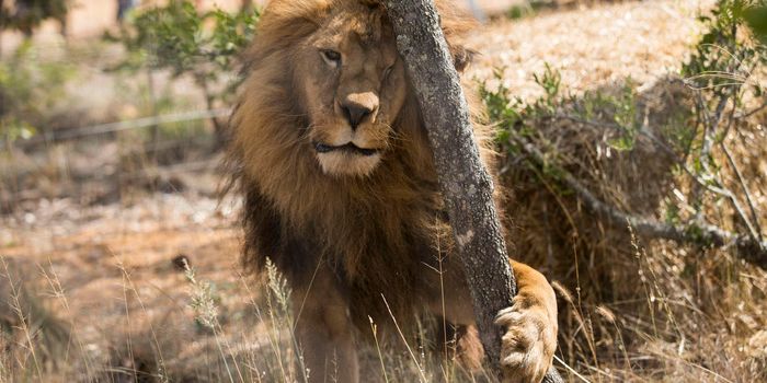 Two Rescued Lions Killed Inside South African Animal Sanctuary