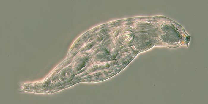 To Ensure Survival, Rotifers Steal an Array of Genes From Microbes
