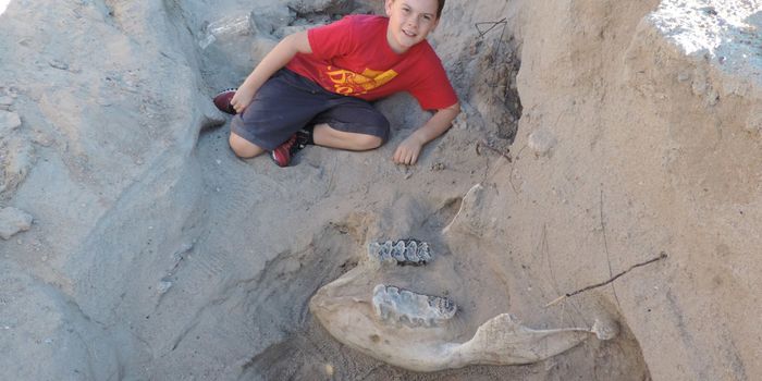 Young Boy Trips Over Stegomastodon Skull While Hiking With His Family