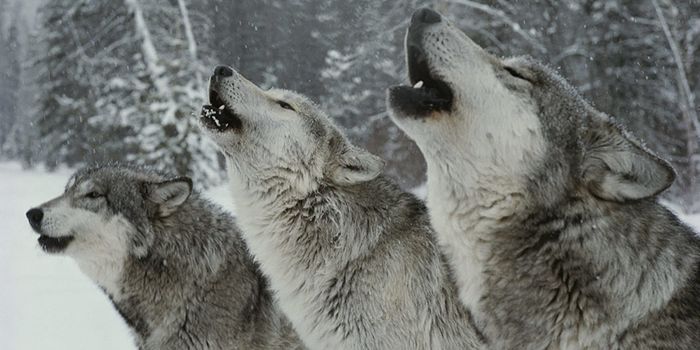 Wolf Species Resistant to Prion Disease