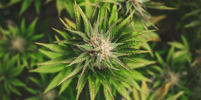 Which Cannabis Users are at Low Risk of Abuse?