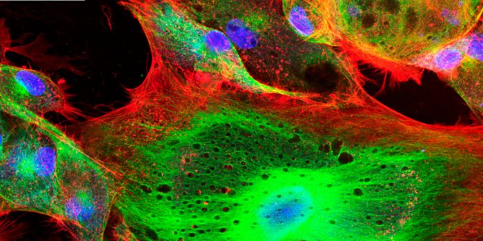 The Discovery and Evolution of Fluorescent Proteins
