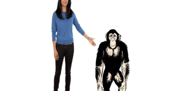 Why Are Chimps Stronger Than Humans?
