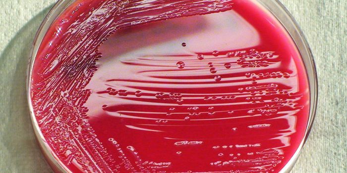 More Bacteria Found on the ISS, Researchers Stress Continued Monitoring