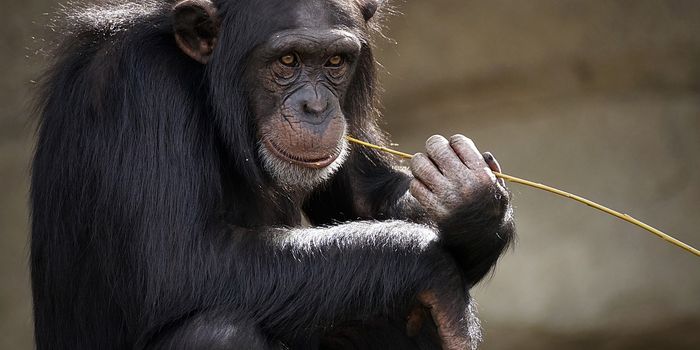 Chimpanzees Use Medicinal Plants to Treat Health Conditions