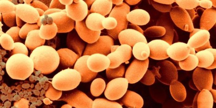 Baker's Yeast to Identify Disease-Causing Genetic Mutations