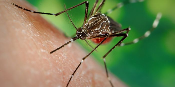 Don't Forget About Zika This Winter