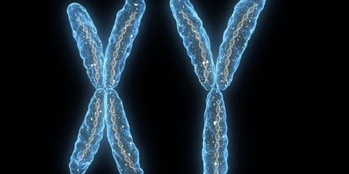 Loss of Y Chromosome Identified As Risk Factor For Alzheimer's Disease