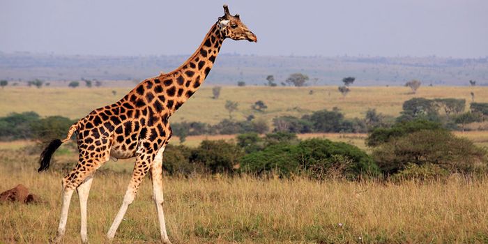 Genetic Analysis Reveals There Are Four Different Giraffe Species