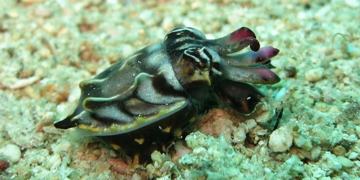 In a First, Researchers Edit Cephalopod Genes