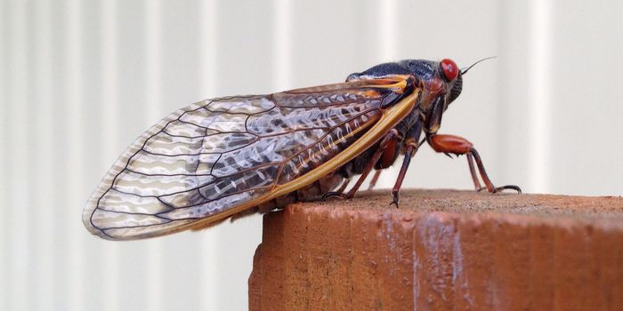 This Fungus Spreads by Manipulating Male Cicadas into Mimicking Females