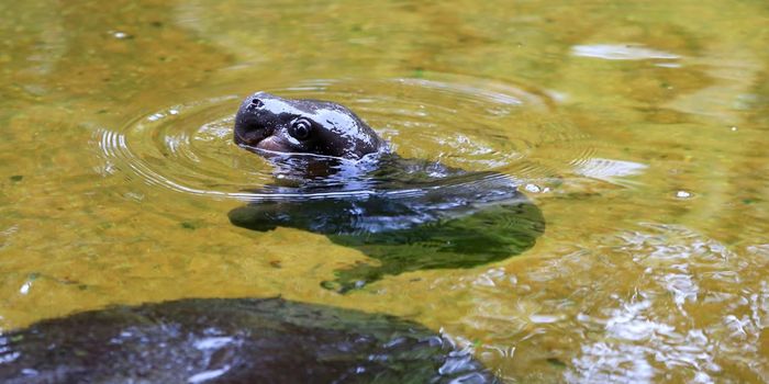 Look At Just How Cute it is to Watch a Baby Hippo Learn to Swim for the First Time
