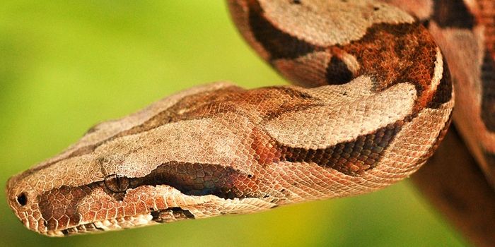 Heart Stopping Snakes