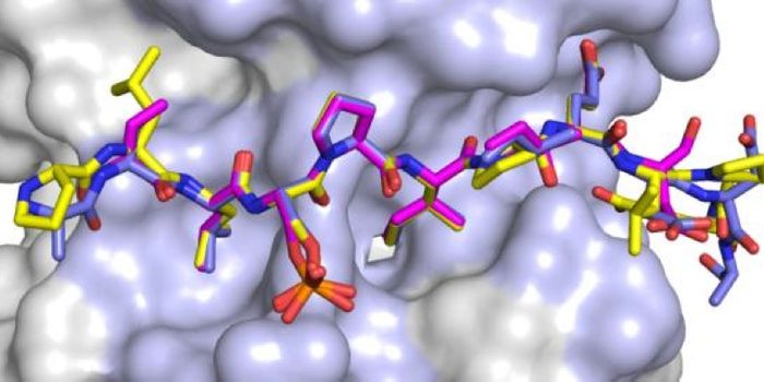Structural Analysis Reveals Interactors of a Cancer-Linked Protein