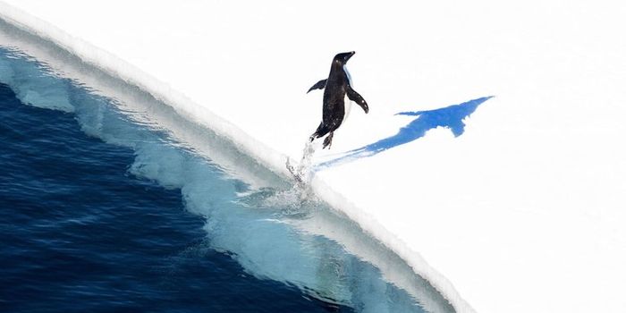 New Marine Reserve off the Coast of Antarctica is the Biggest Yet!