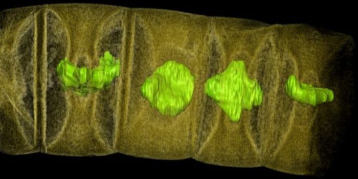 Say Hello to the World's Oldest Plant Fossil