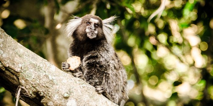 Marmoset Babies Are More Likely to Survive When Accompanied by an Attentive Father
