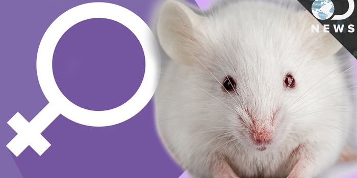 The Adverse Effects of Excluding Female Mice From Lab Experiments