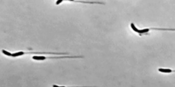 Super Glue-Like Bacteria