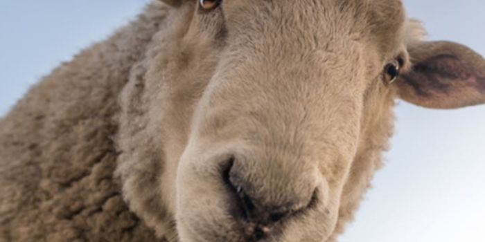 Sheep may Help Grow Human Organs for Transplant