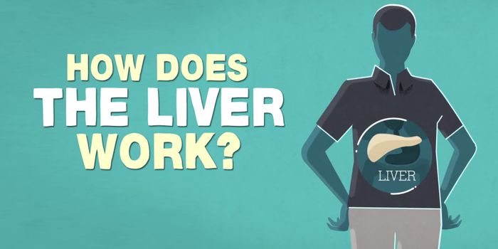 What Exactly Does the Liver Do?
