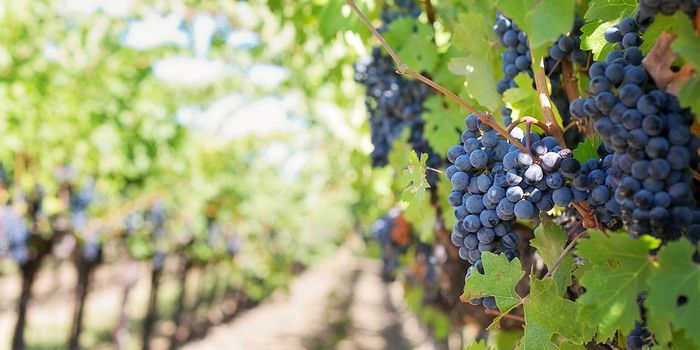 Study Suggests That Vineyards can Adapt to Climate Change