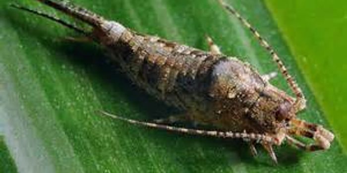 How Do Insects Smell?  Better Than They Used To