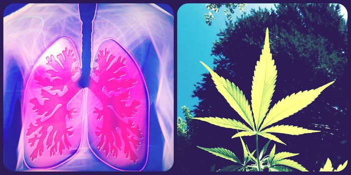 Cannabis Slows Lung Cancer in Mice