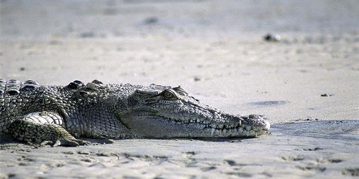 Woman From Australia Feared Dead After Crocodile Attack