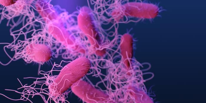 Bacteria Cooperate to Spread Antibiotic Resistance on Chicken Farms