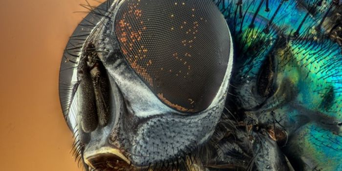 Animals Adapt Sleep Cycle to Stay Alert When Danger Lurks