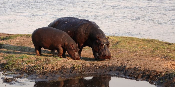 Anthrax Outbreak Suspected of Killing More Than 100 Hippos